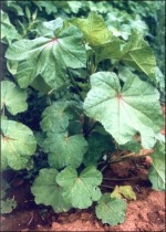 malva plant leaves shown to have effects of permanent weight loss diet